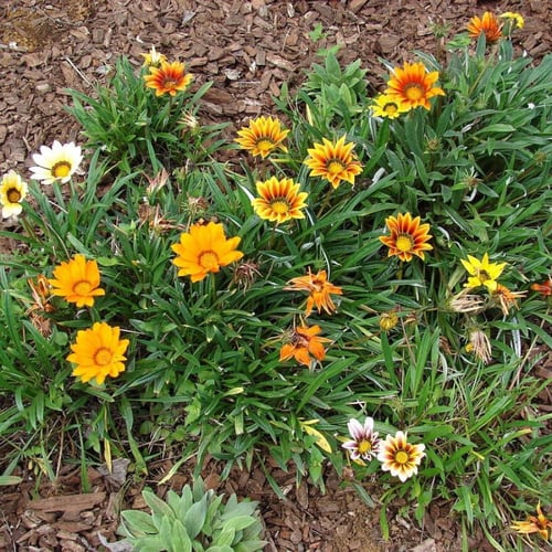 جملة 500 بذرة من زهرة جازانيا