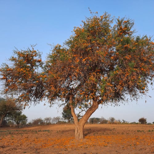 بذور شجرة الفرفارة