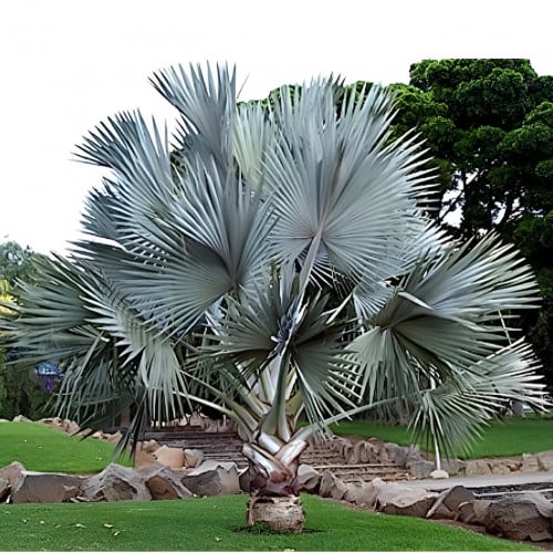 بذور نخيل البسمارك الفضية