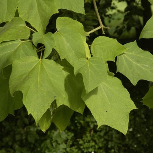 بذور شجرة كاتالبا أوفاتا الصفراء