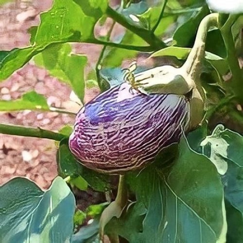 بذور باذنجان بخطوط سوداء F1 هجين