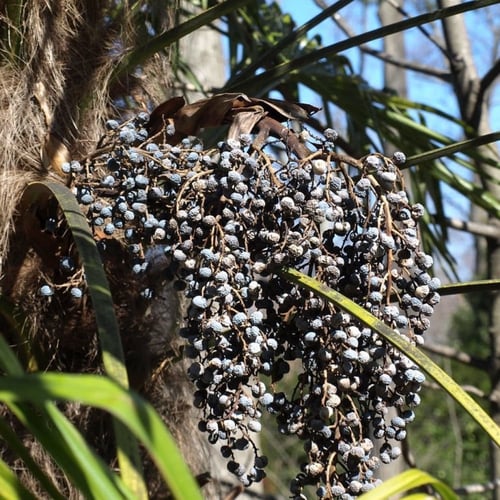 بذور نخيل سابال ذيل الطاؤوس