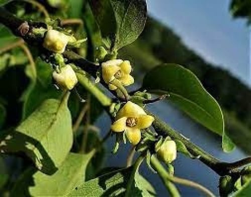 بذور فاكهة الكاكا الحلوة