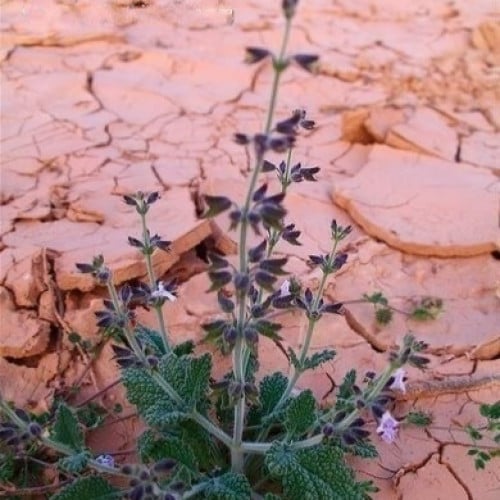 بذور نبات الرعلا البرية