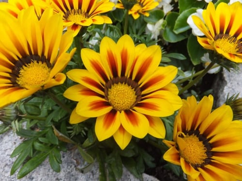 جملة 500 بذرة من زهرة جازانيا