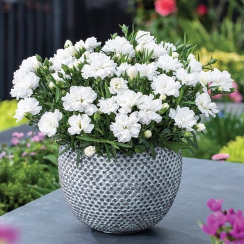 بذور قرنفل ابيض كبير