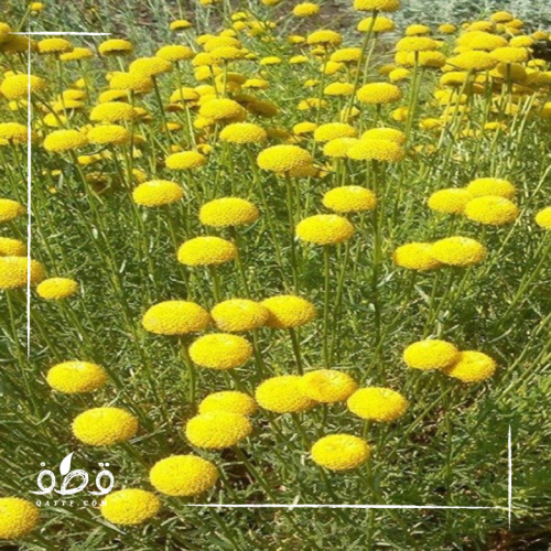 بذور شجيرة القيصوم العطرية
