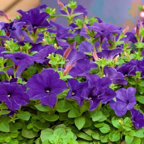 بذور زهرة بيتونيا الزرقاء