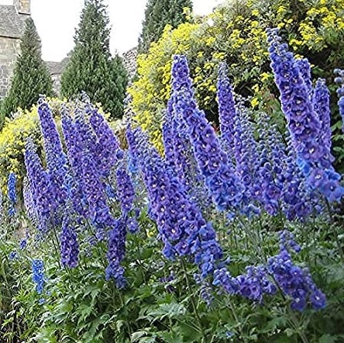 بذور زهرة الدلفينيوم العائق