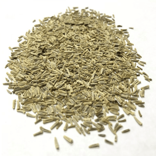 جملة 500 بذرة من اقحوان شاستا المجنون