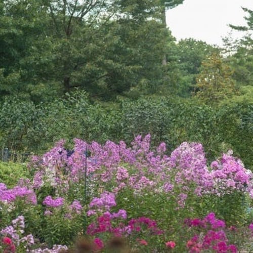 بذور زهرة قبس الحديقة . فلوكس