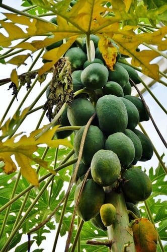 جملة 500 بذرة من شجرة البابايا الافريقي