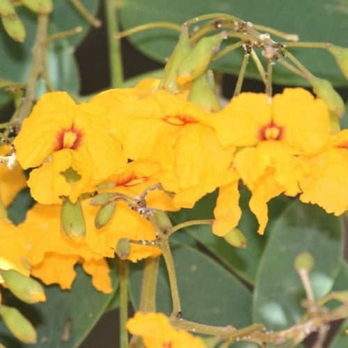 بذور شجرة جاكرندا صفراء - ابو المكارم