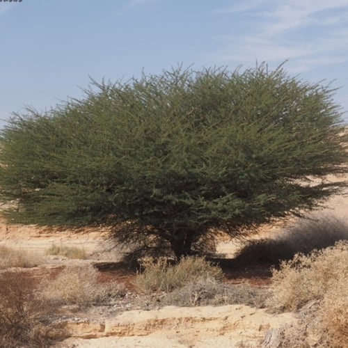 بذور طلح الرديانا الاشبهان