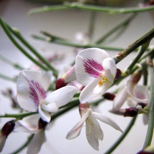 بذور شجيرة الرتم