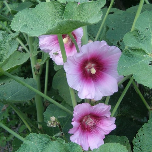 بذور الخطمية . الختمية ألسيا روزي