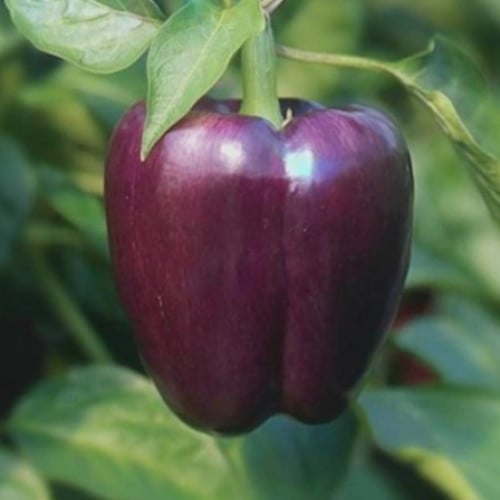 بذور فلفل رومي حلو ليلك بيل بنفسجي