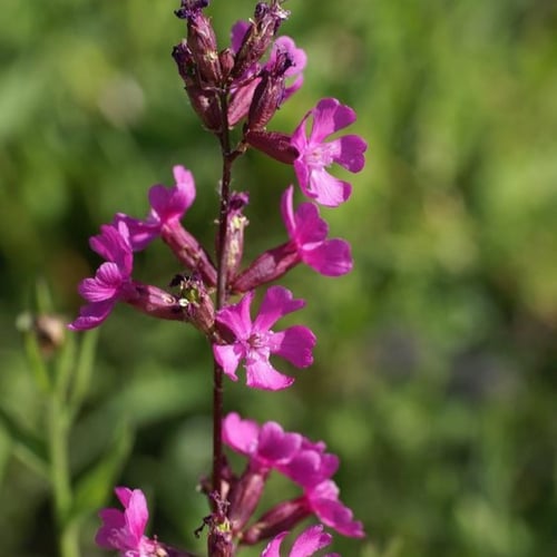 بذور زهرة فيسكاريا