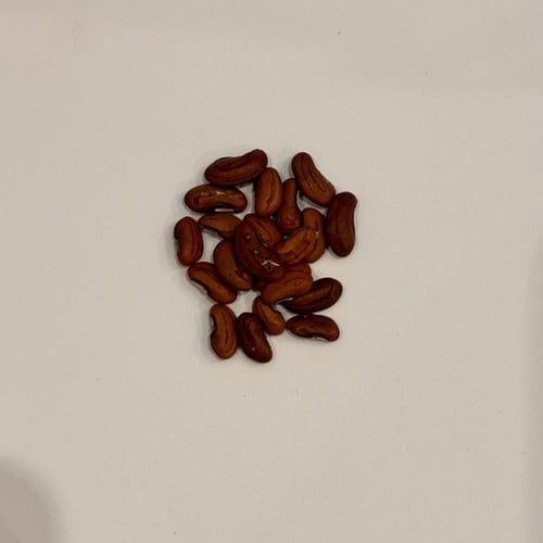 بذور الفاصوليا الحمراء الطويلة
