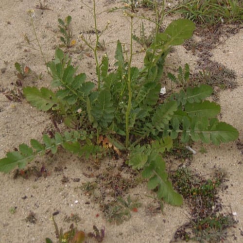 بذور عشبة حرشا حريشا حرشاء