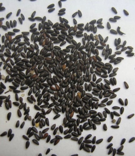 جملة 3500 بذرة من المليسه بلسم الليمون