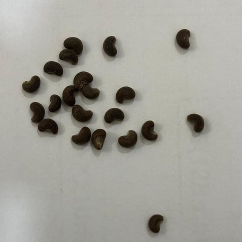 بذور شجرة الخبيز الساحلي - تسبيسيا بوبولينا