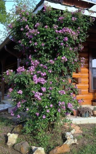 بذور ورد جوري المتسلق البنفسجي