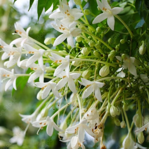 بذور شجرة الياسمين ميلينقتونيا العطرية