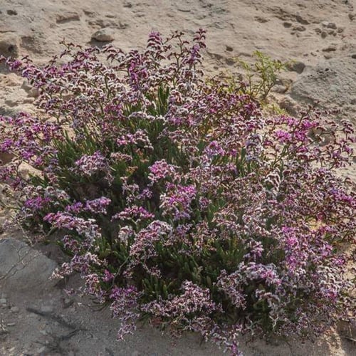 بذور خزامى البحر