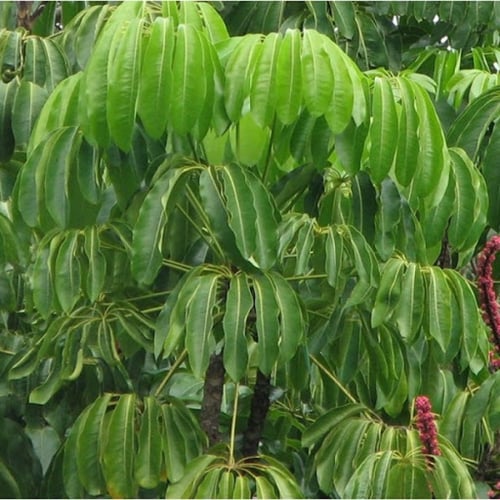 بذور شيفليرا اكتينوفيلا شجرة المظلة