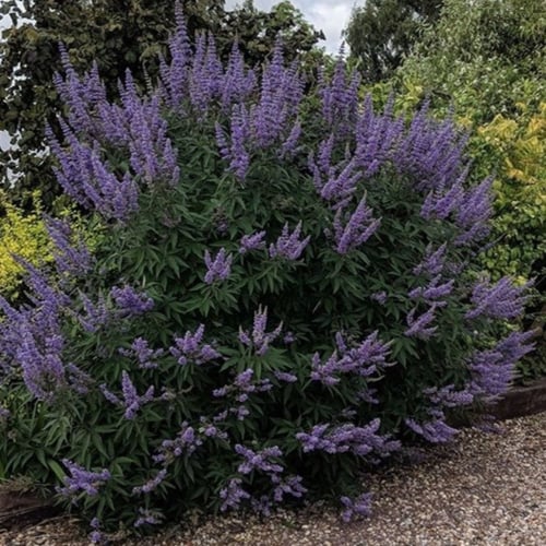 بذور شجرة كف مريم