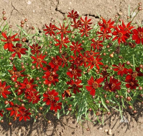 جملة 1000 بذرة من زهرة كريوبسس الحمراء