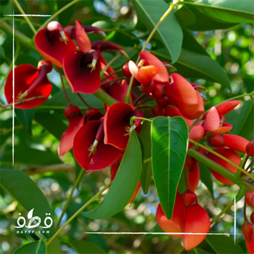 ‫بذور شجيرة ارثرينا