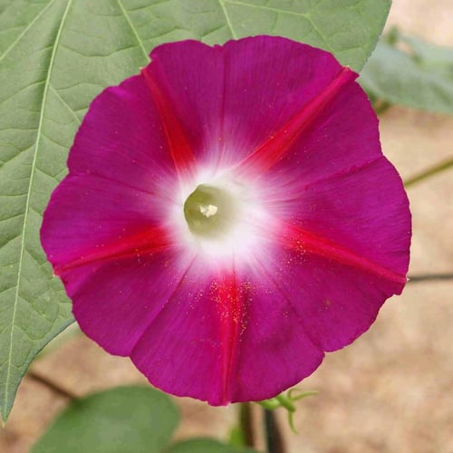 بذور متسلقة مجد الصباح الحمراء