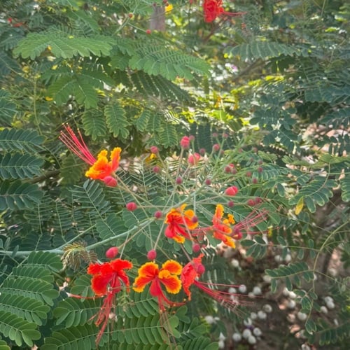 بذور شجرة الطاووس سلسبينيا الحمراء