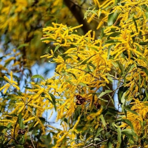 بذور طلح الاوريكوليفورميس