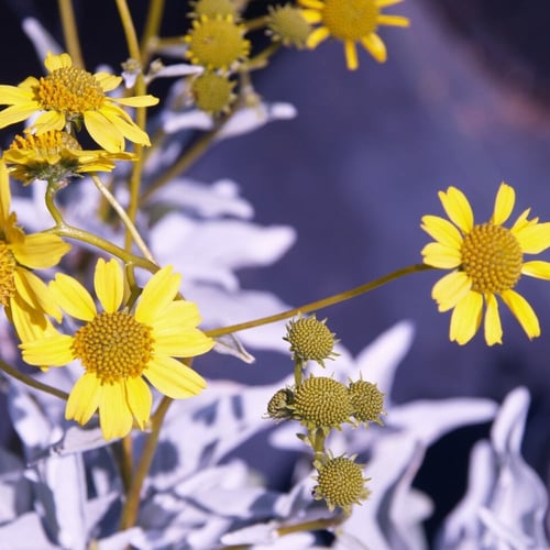 بذور انسيليا الذهبية