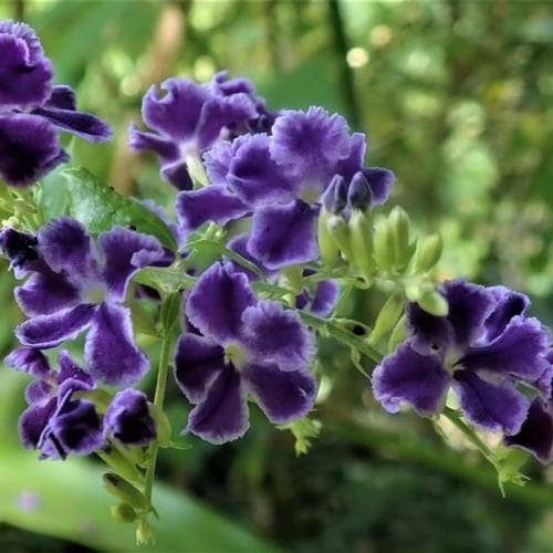 بذور شجيرة دورانتا شجرة البخور