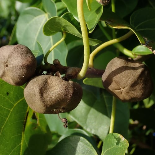 بذور شجرة الخبيز الساحلي - تسبيسيا بوبولينا