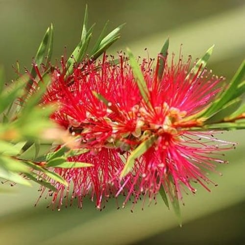 بذور فرشاة الزجاج