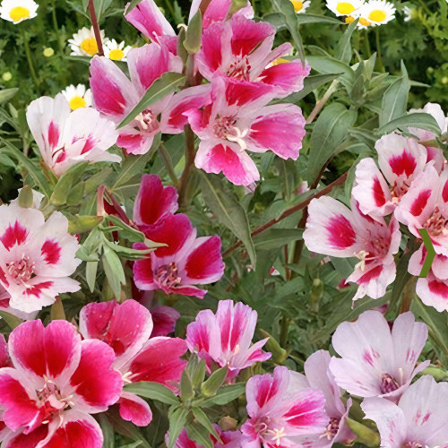 جملة 5000 بذرة من زهرة كلاركيا