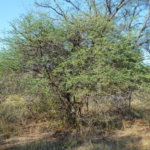 بذور طلح الضبة العسلي