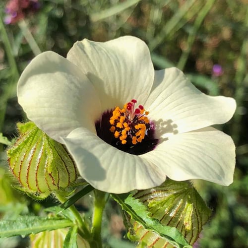 بذور زهرة هيبيسكس البيضاء