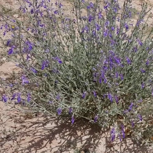 بذور العهينة البرية