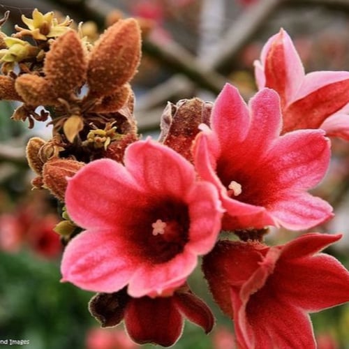 بذور استركوليا لوريدا