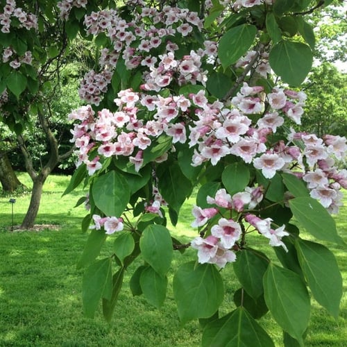 بذور شجرة كاتالبا بونجي الوردية