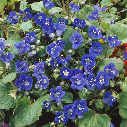 بذور زهرة بلوبيل جرس الصحراء