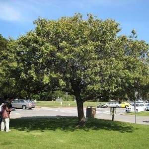 جملة 500 بذرة من بذور الفلفل البيروفي عريض الأوراق