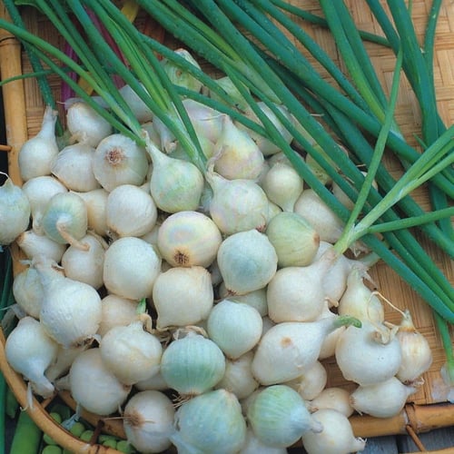 بذرة بصل بارليتا الايطالي