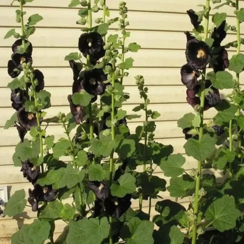 بذور الخطمية السوداء